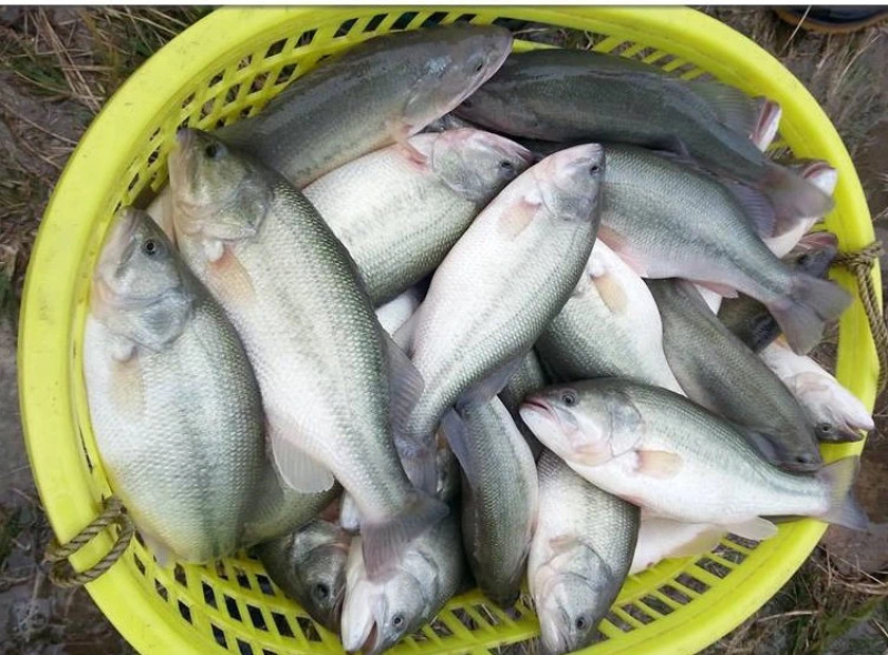 杂交加州鲈鱼苗