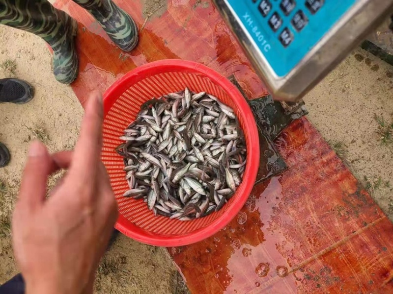 杂交加州鲈鱼苗