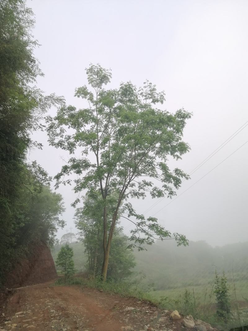 栾树各种规格都有