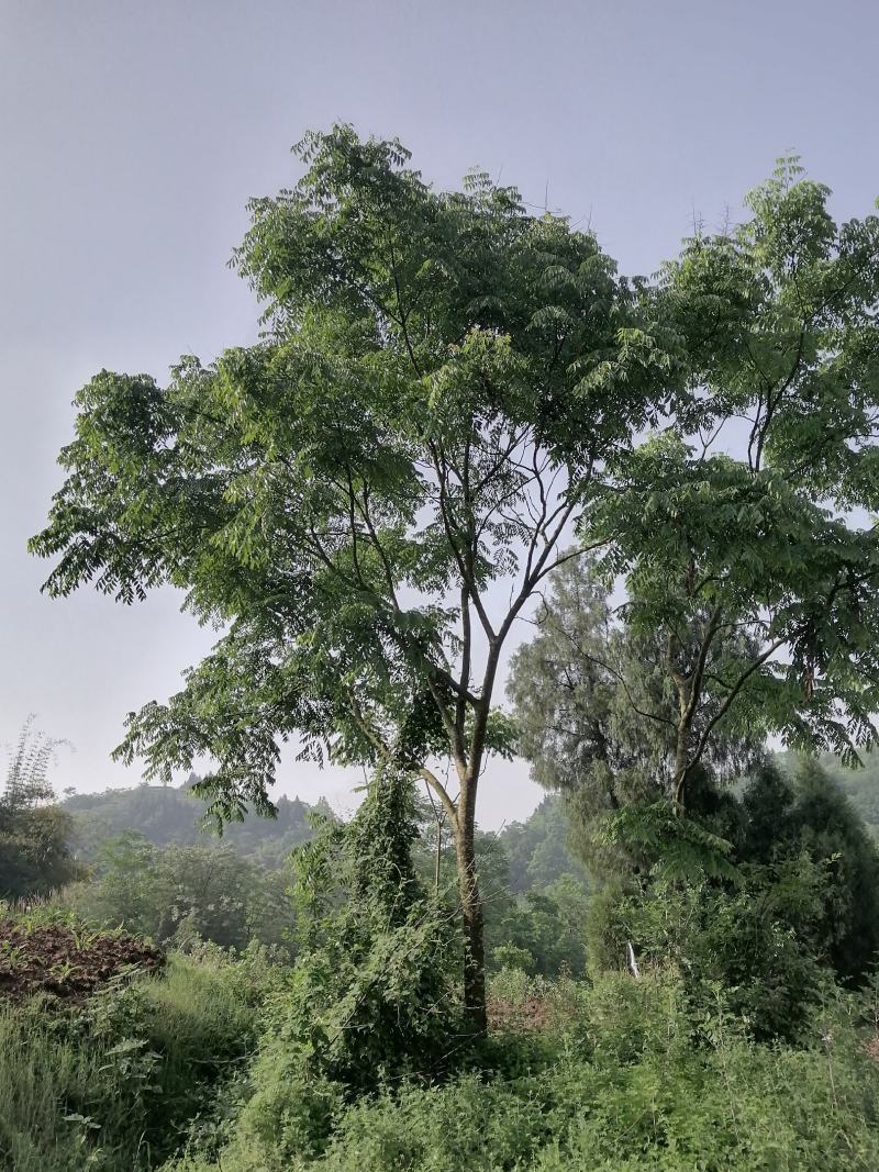 栾树各种规格都有