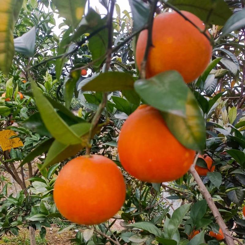 【实力橙子】玫瑰香血橙塔罗科血橙产地直发货全国超市市场对接