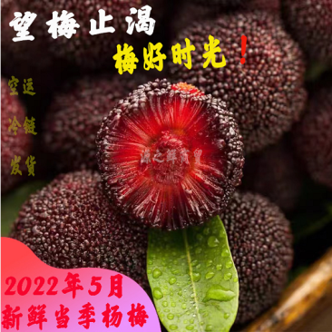 特甜杨梅新鲜水果东魁大杨梅现摘现发水果云南福建仙居杨梅