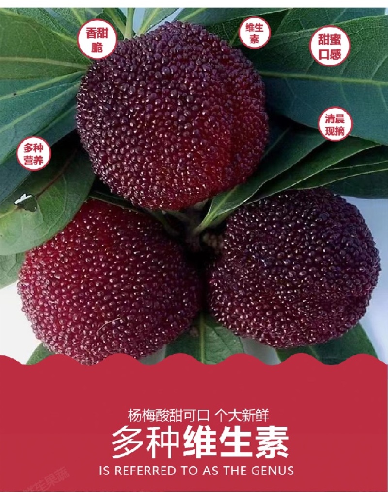 特甜杨梅新鲜水果东魁大杨梅现摘现发水果云南福建仙居杨梅