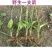 野生黑灵芝