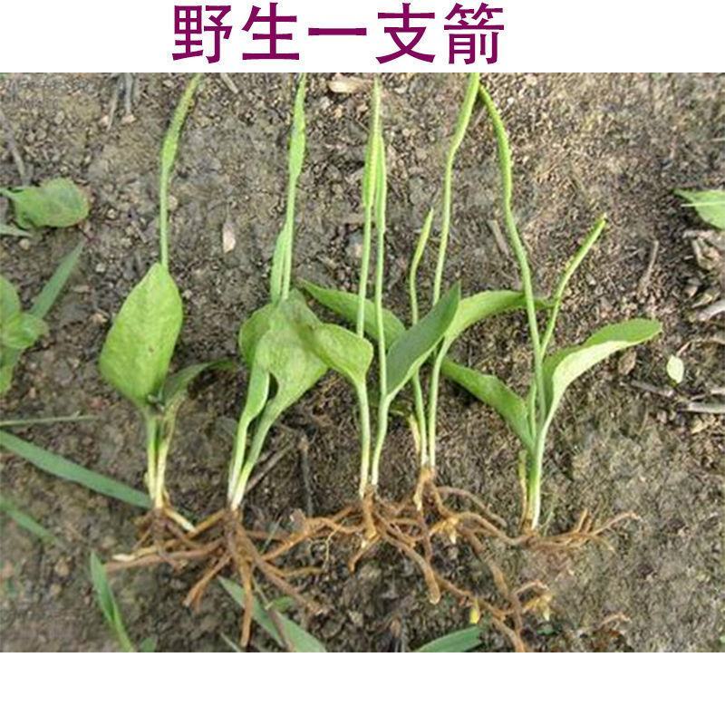 野生黑灵芝