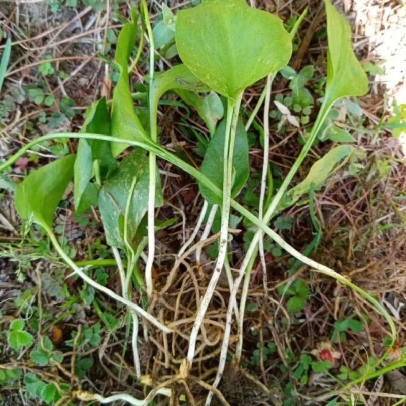 野生黑灵芝