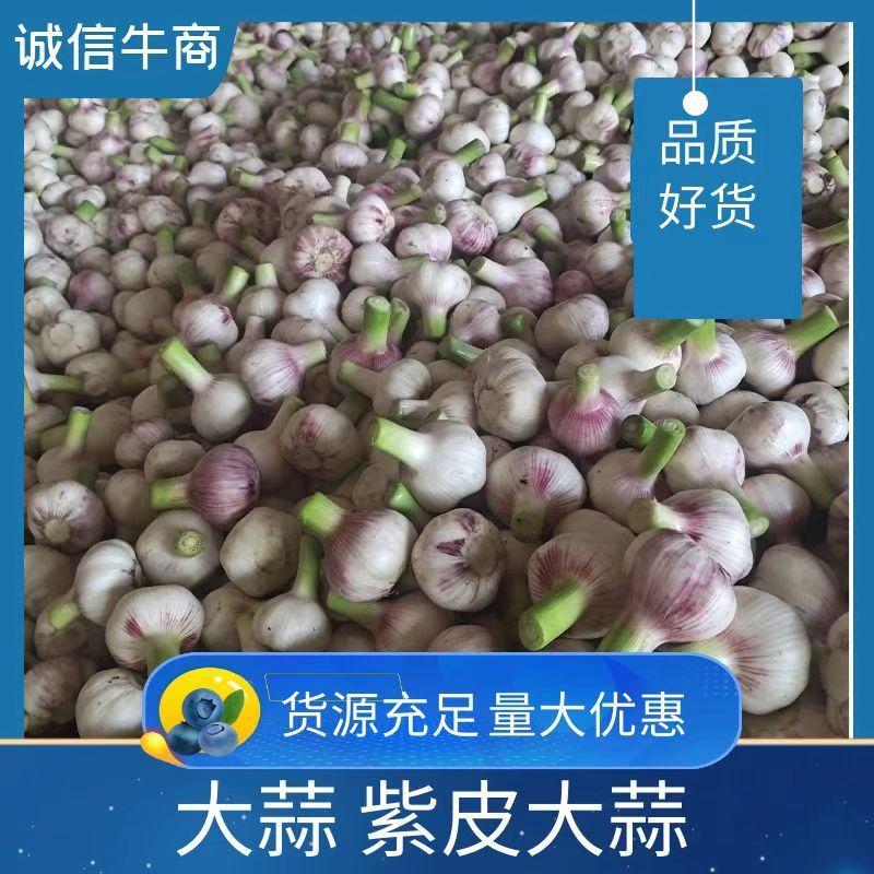 淮阳扒皮蒜紫皮蒜带苗蒜大量上市产地直发质量保证