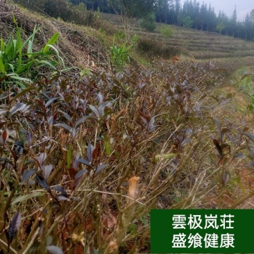 紫娟普洱生态精品散茶茶饼，紫叶紫芽配紫陶，紫气东来越来好