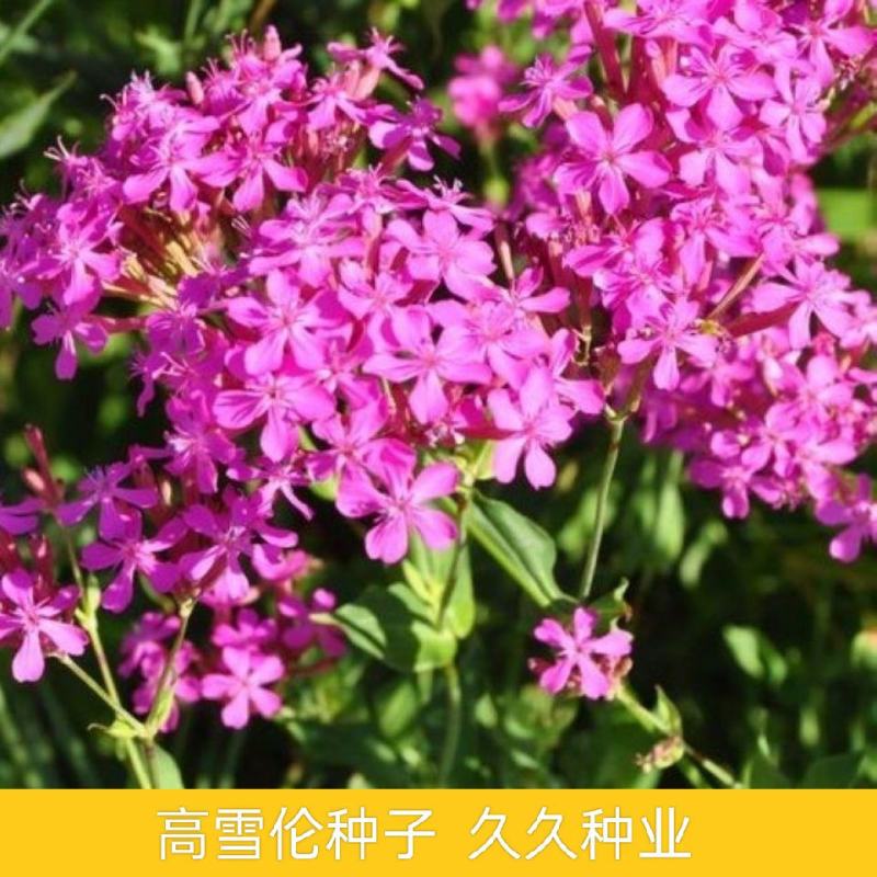 高雪伦种子花卉种子美人草高雪轮草花种子耐寒耐旱