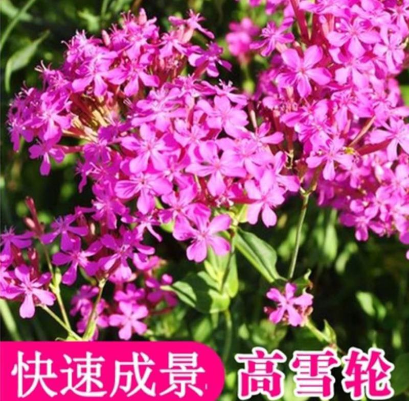 高雪伦种子花卉种子美人草高雪轮草花种子耐寒耐旱