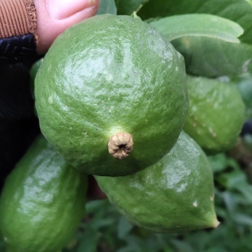 柠檬香水柠檬无籽