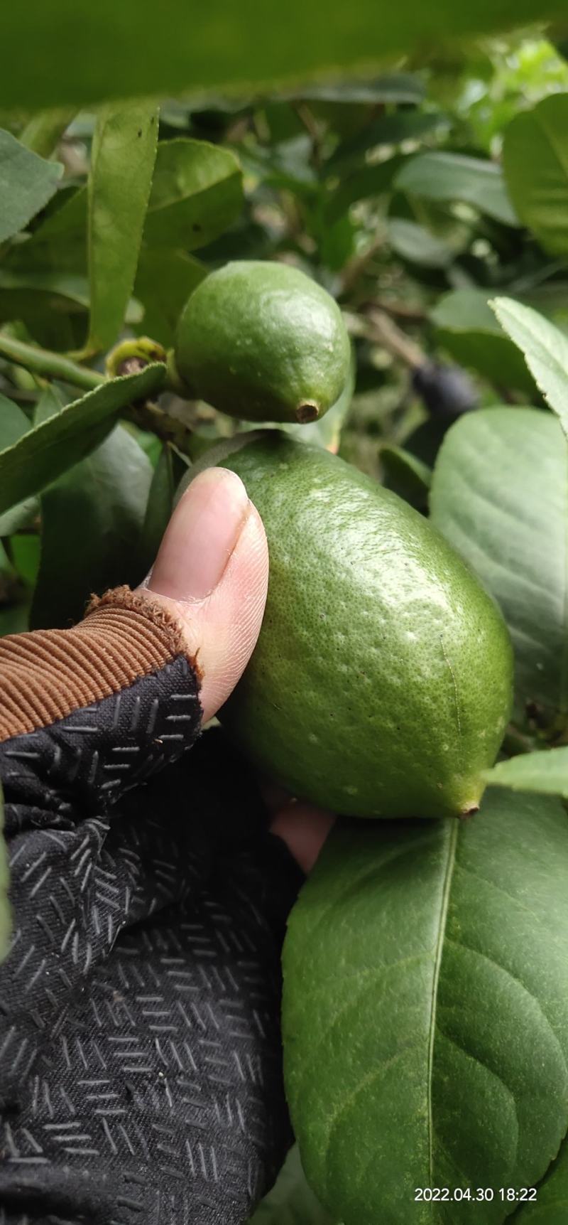 柠檬香水柠檬无籽