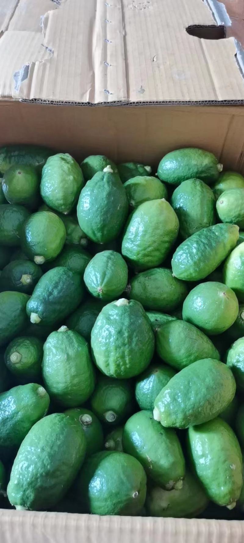 柠檬香水柠檬无籽