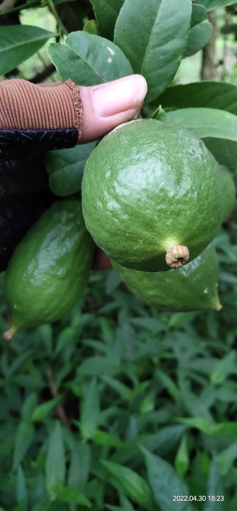 柠檬香水柠檬无籽