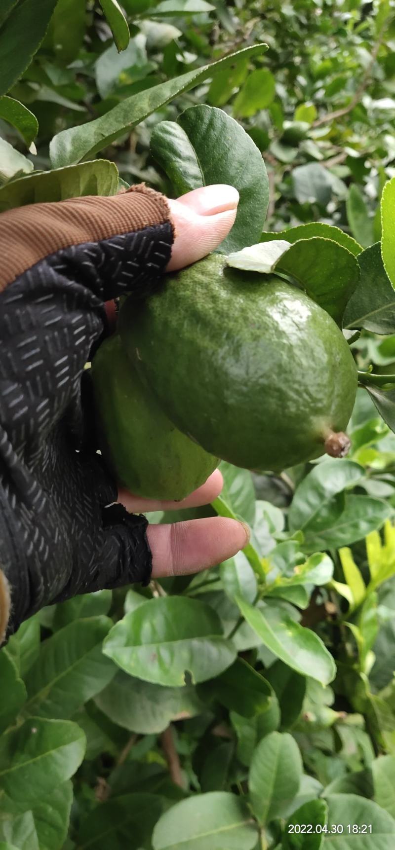 柠檬香水柠檬无籽