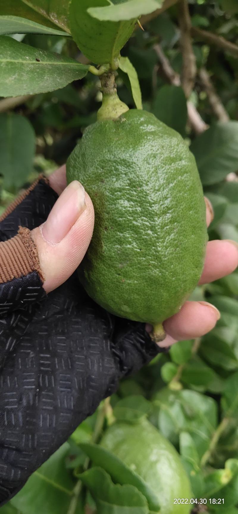 柠檬香水柠檬无籽