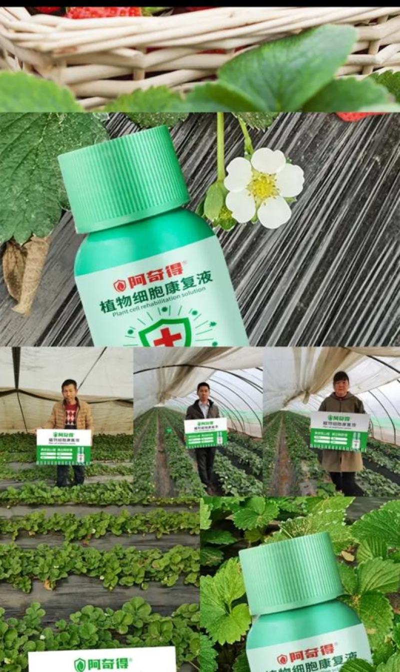 绿迎链态生物酶解素非农药叶面肥草莓豆角辣椒促花保果膨果