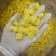 大兴安岭百草【秋梨膏】品种纯正假一赔十欢迎咨询
