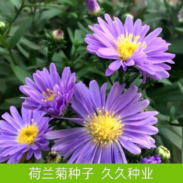 荷兰菊种子多年生宿根耐寒耐荫四季种易活庭院室外公园花海