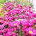 荷兰菊种子多年生宿根耐寒耐荫四季种易活庭院室外公园花海