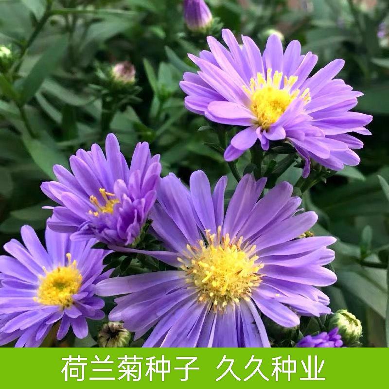 荷兰菊种子多年生宿根耐寒耐荫四季种易活庭院室外公园花海