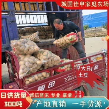 【热销】226沃早大白土豆货源充足产地直供全国发货