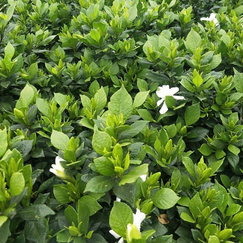 基地长期供应玫瑰栀子，牡丹栀子，大栀子苗
