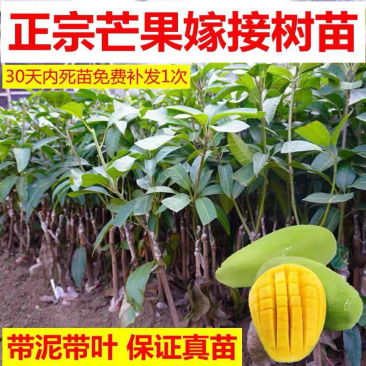 广西嫁接芒果苗大青芒桂七苗地载盆载当年结果