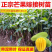 广西嫁接芒果苗大青芒桂七苗地载盆载当年结果