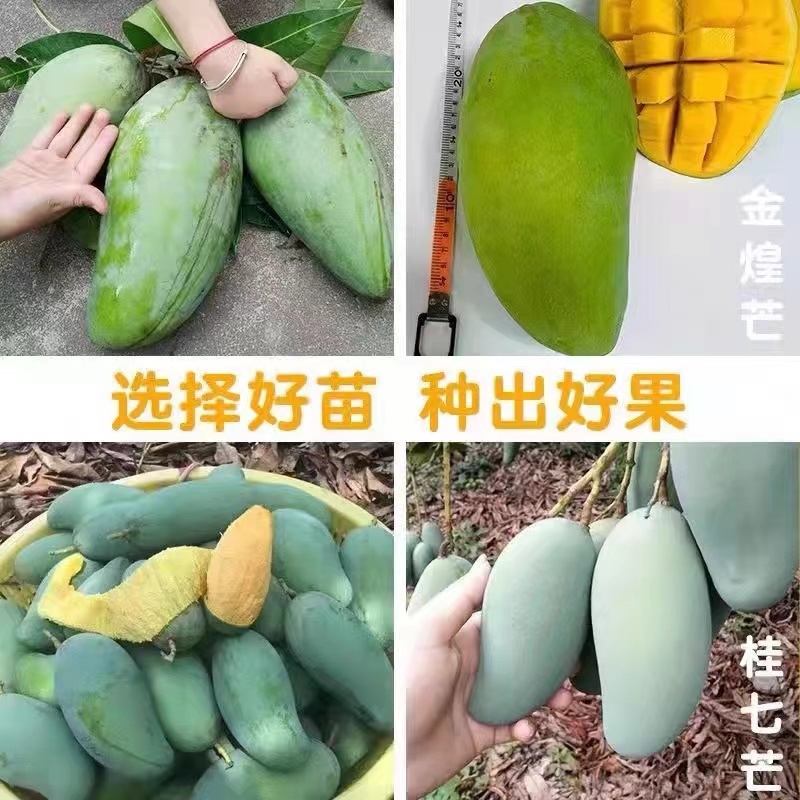 广西嫁接芒果苗大青芒桂七苗地载盆载当年结果