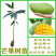 广西嫁接芒果苗大青芒桂七苗地载盆载当年结果