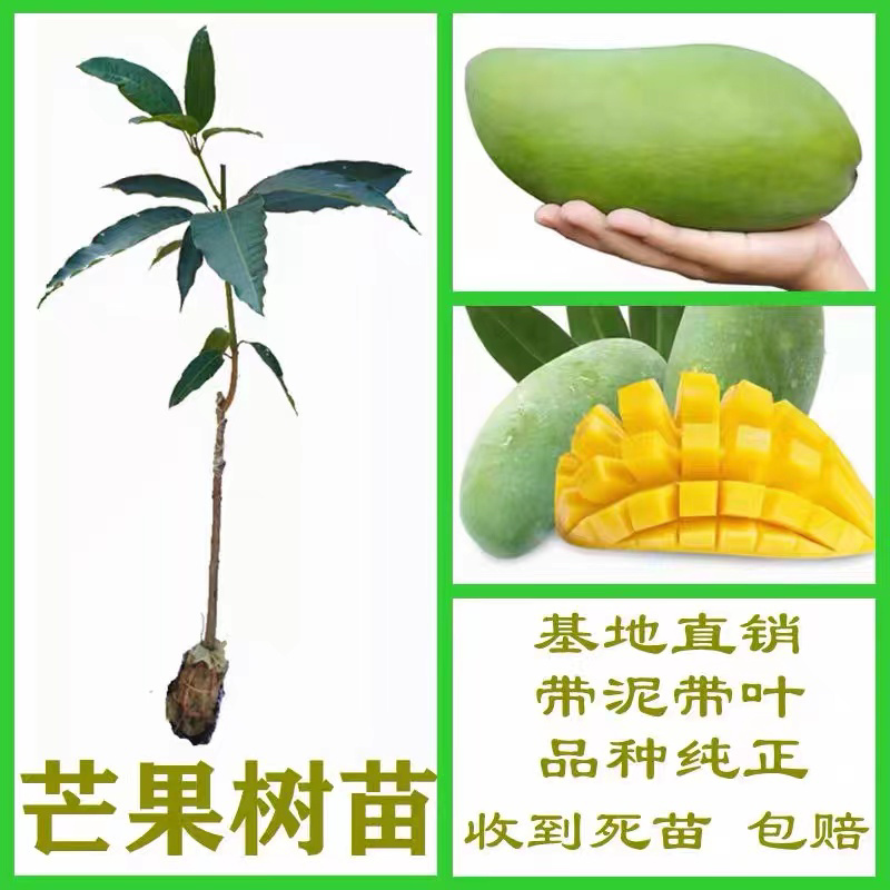 广西嫁接芒果苗大青芒桂七苗地载盆载当年结果