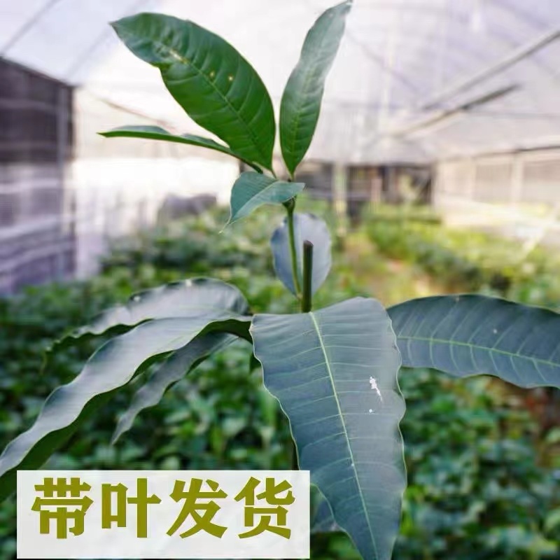 广西嫁接芒果苗大青芒桂七苗地载盆载当年结果