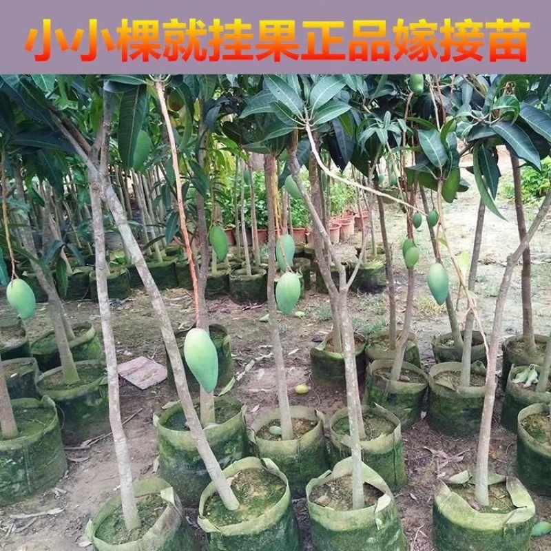 广西嫁接芒果苗大青芒桂七苗地载盆载当年结果