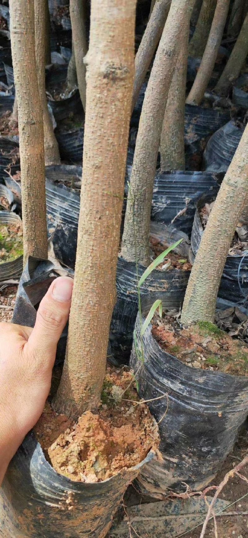 广西嫁接芒果苗大青芒桂七苗地载盆载当年结果