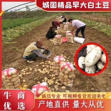 精品大棚土豆沃土226早大白土豆3两以上产地直发