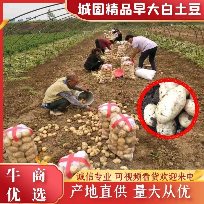 精品大棚土豆沃土226早大白土豆3两以上产地直发