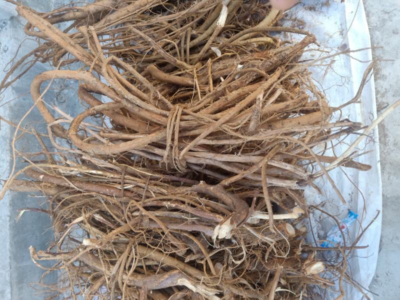 云南五指毛桃根、小叶白花牛奶香根，香味十足。