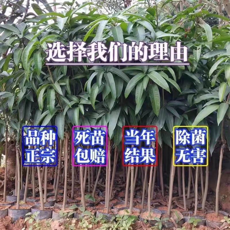 广西金煌芒果台农芒果苗当年结果包邮