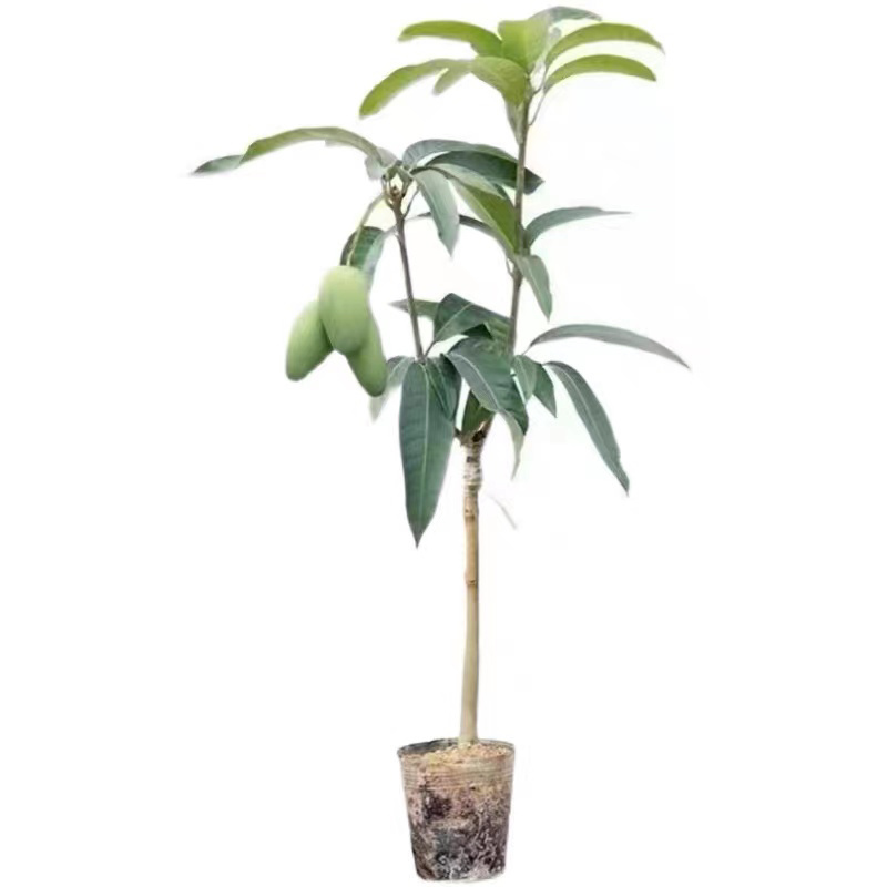 广西金煌芒果台农芒果苗当年结果包邮