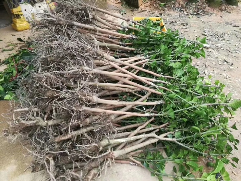 广西金煌芒果台农芒果苗当年结果包邮