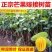 广西金煌芒果台农芒果苗当年结果包邮