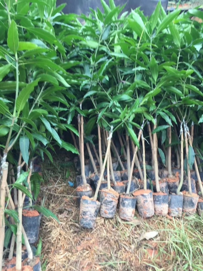 广西金煌芒果台农芒果苗当年结果包邮