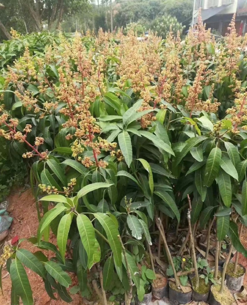 红贵妃芒果苗芒果嫁接苗有大苗当年结果带土带叶包邮