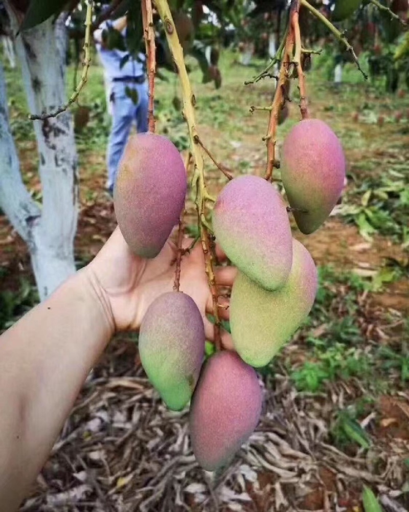 红贵妃芒果苗芒果嫁接苗有大苗当年结果带土带叶包邮