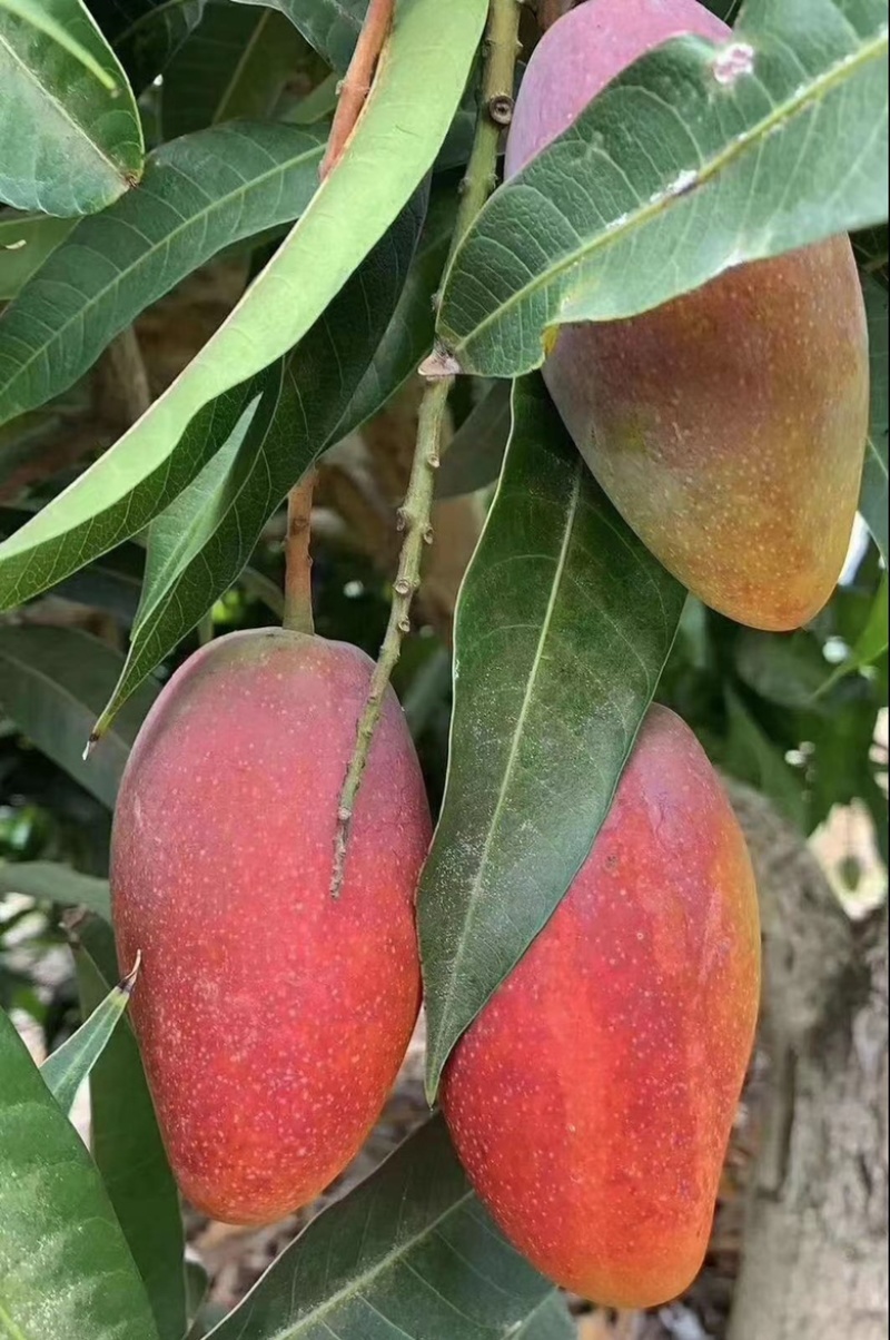 红贵妃芒果苗芒果嫁接苗有大苗当年结果带土带叶包邮