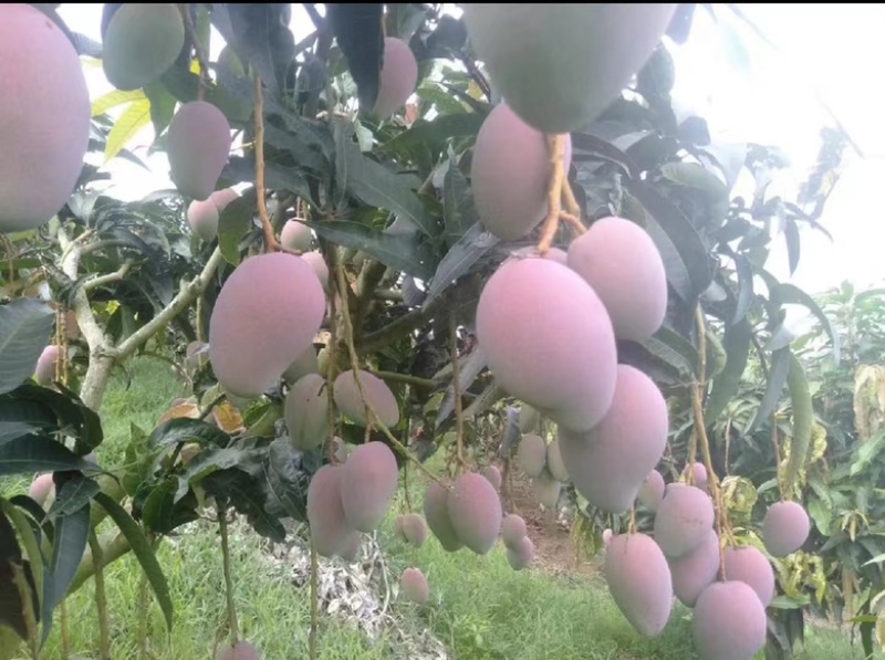 红贵妃芒果苗芒果嫁接苗有大苗当年结果带土带叶包邮