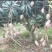 红贵妃芒果苗芒果嫁接苗有大苗当年结果带土带叶包邮