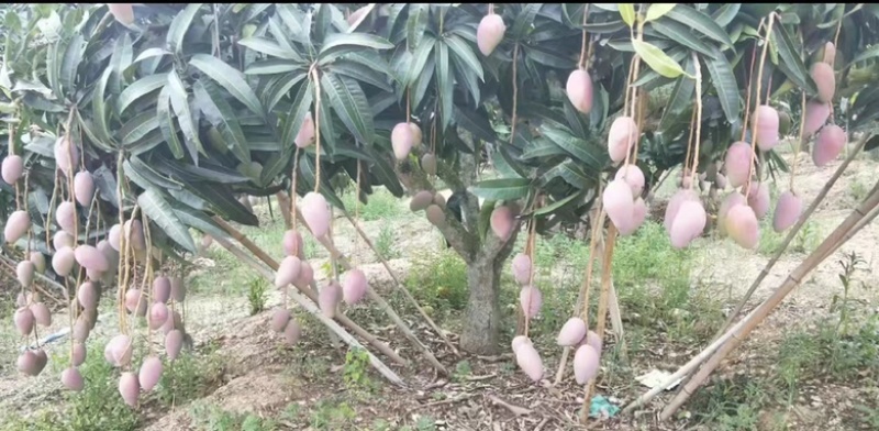 红贵妃芒果苗芒果嫁接苗有大苗当年结果带土带叶包邮