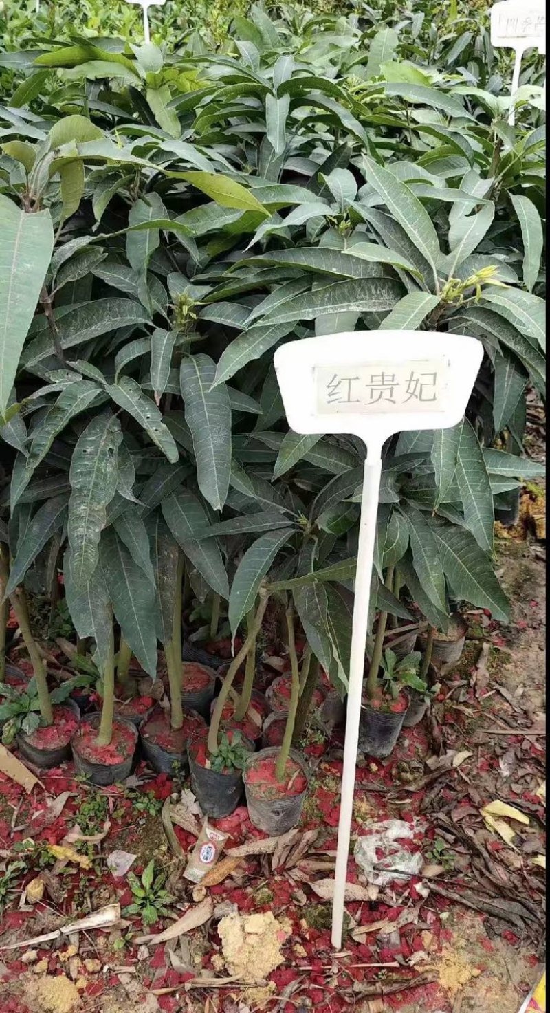 红贵妃芒果苗芒果嫁接苗有大苗当年结果带土带叶包邮